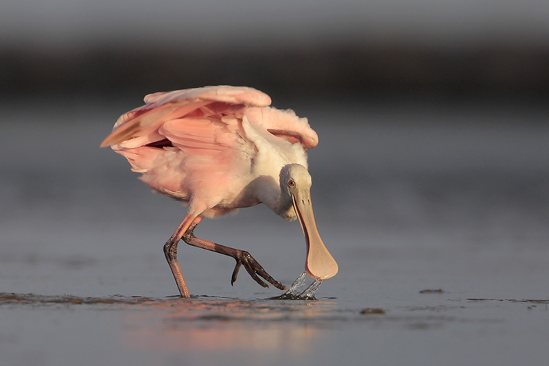 Roseate Spoonbill