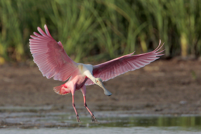 Roseate Spoonbill