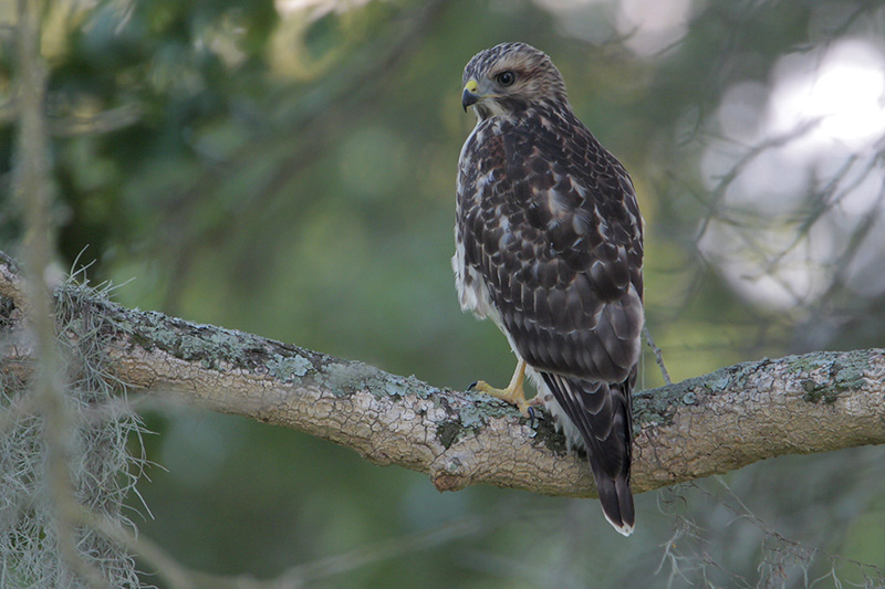 Red-shouldered Hawk