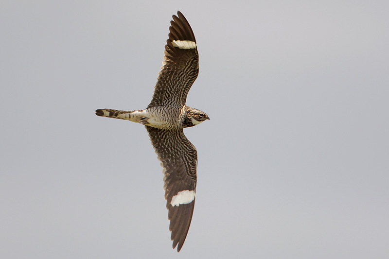 Common Nighthawk