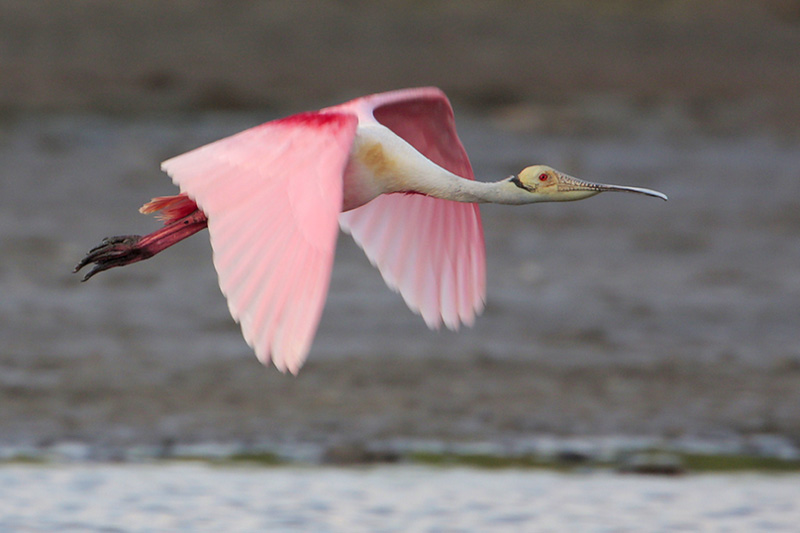 Roseate Spoonbill