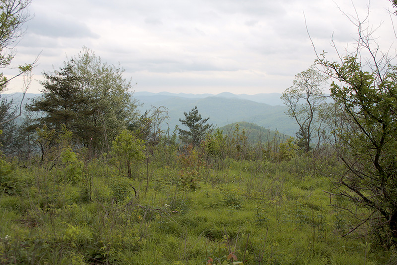 Golden-winged Warbler Habitat