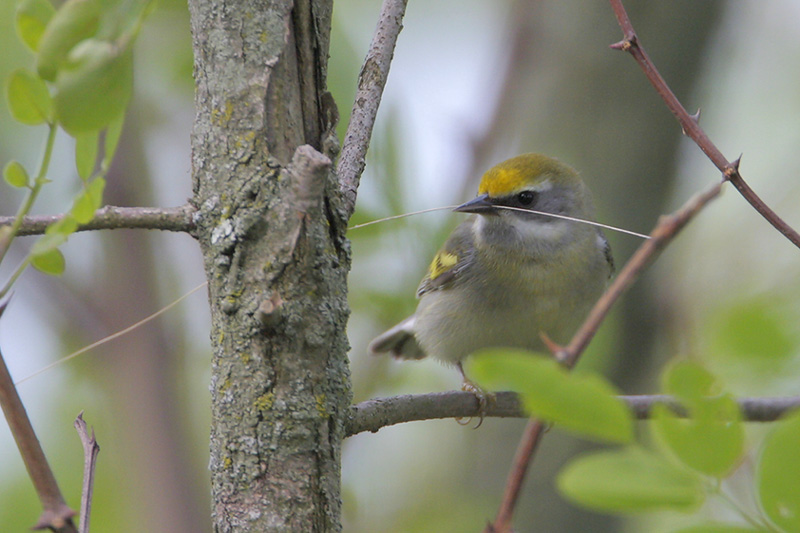 Golden-winged Warbler