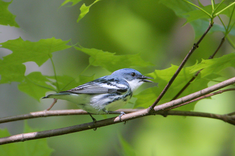 Cerulean Warbler