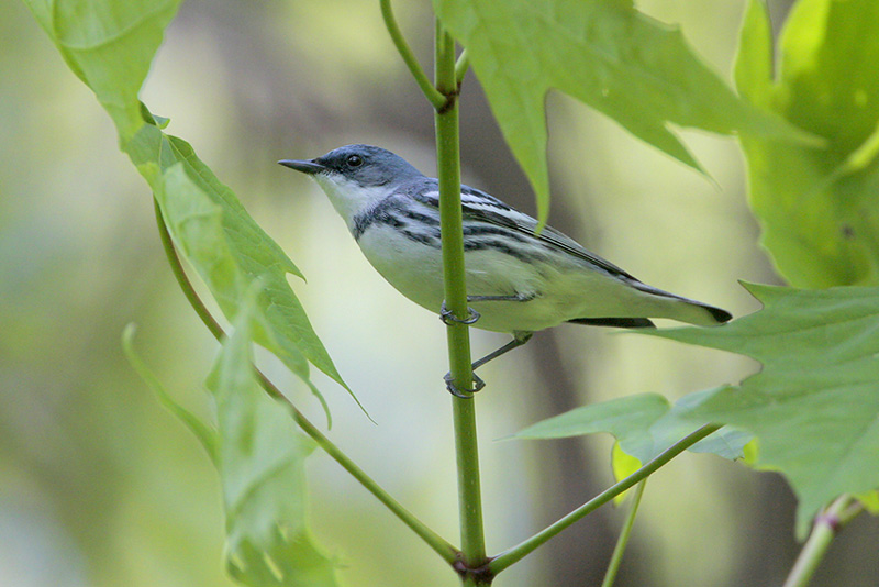 Cerulean Warbler