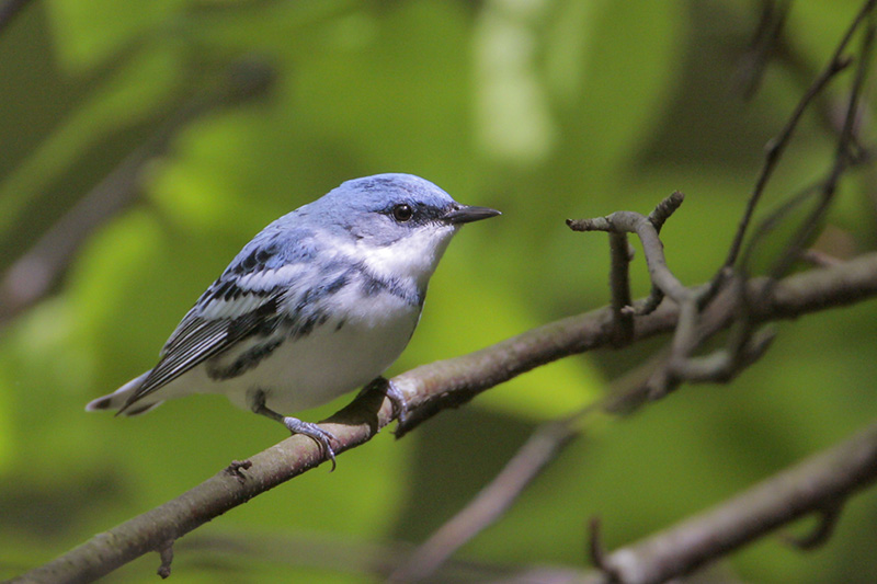Cerulean Warbler