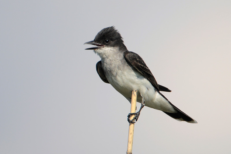Eastern Kingbird