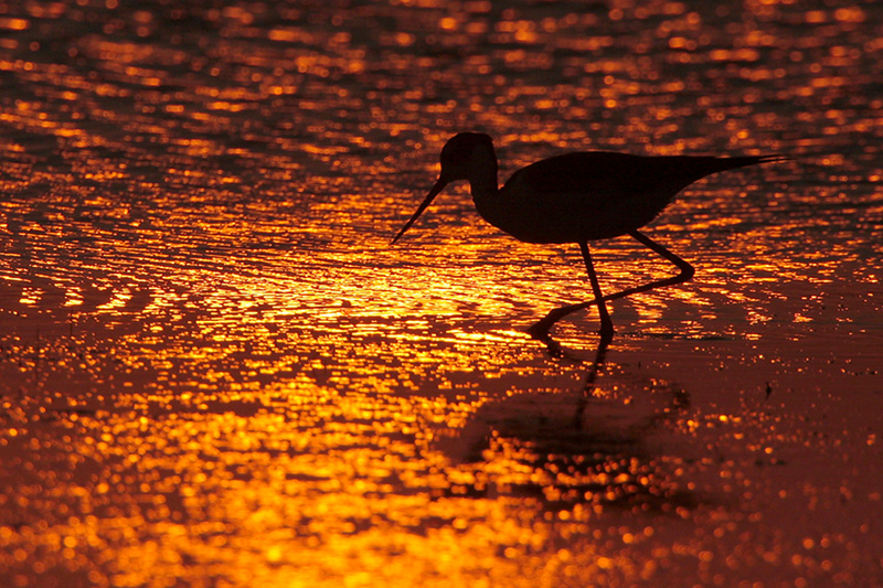 Black-necked Stilt