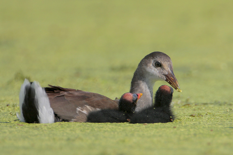 Common Moorhen