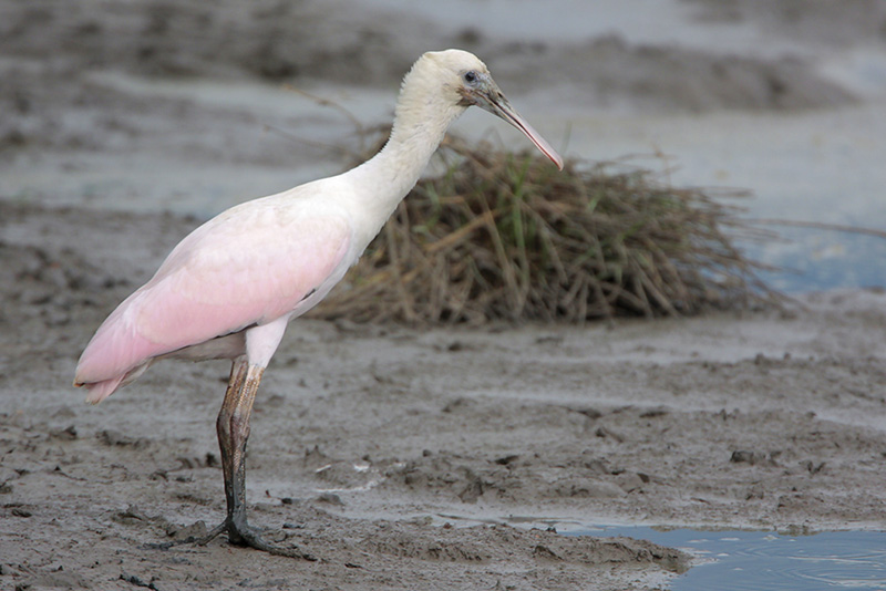 Roseate Spoonbill