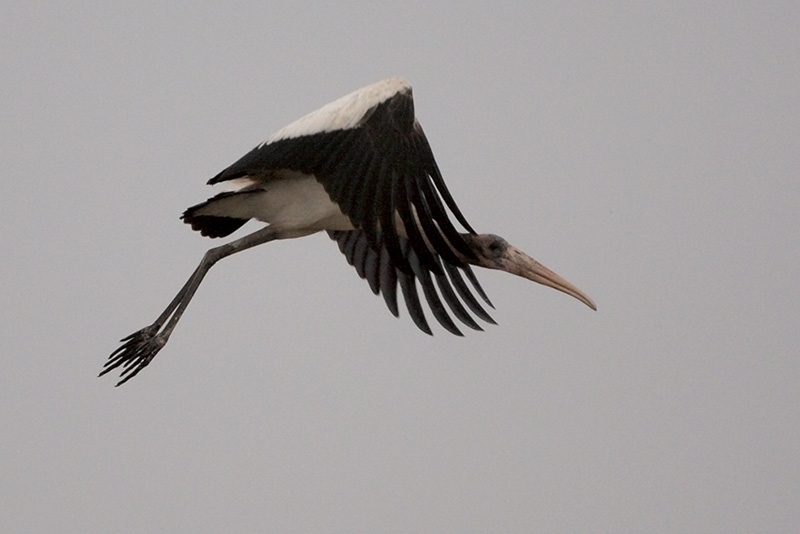 Wood Stork