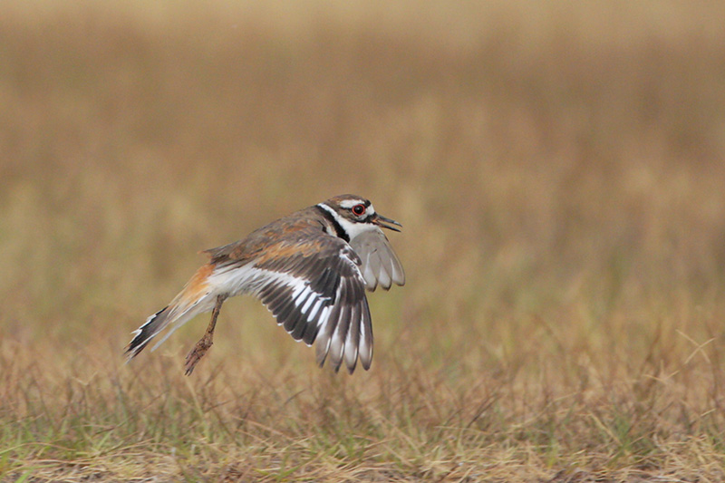 Killdeer