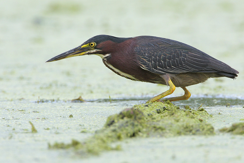 Green Heron