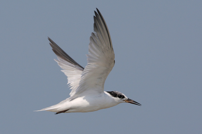Least Tern