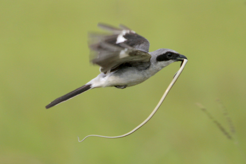 Loggerhead Shrike