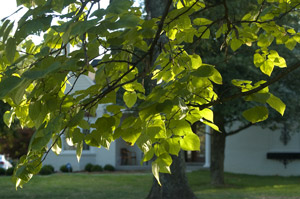 DSC_6066_edited-1-Under-lig.jpg