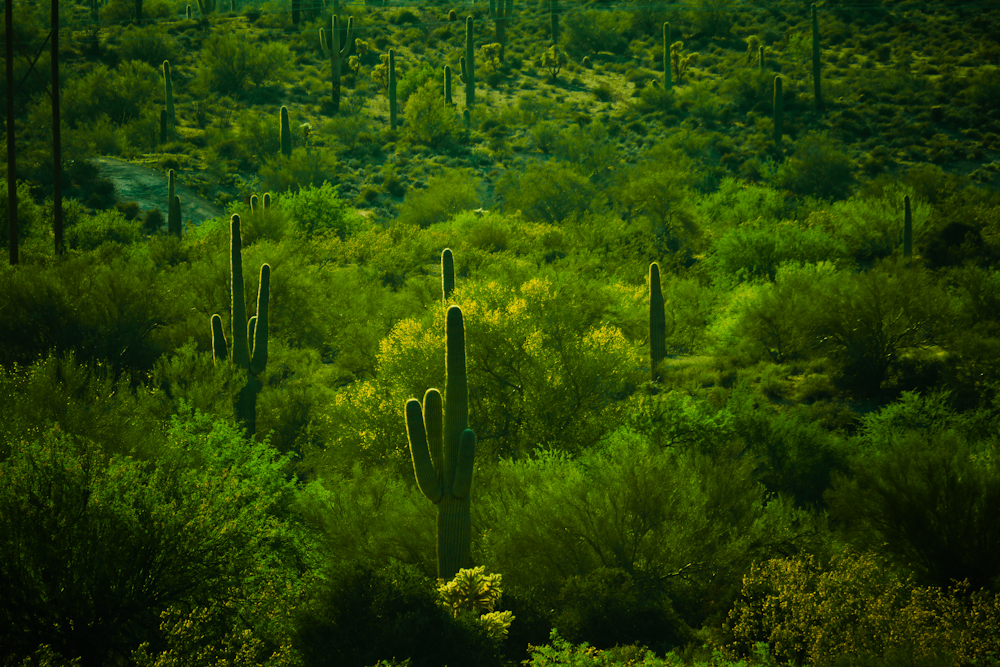 Rim light, Goldfield, Arizona, 2011