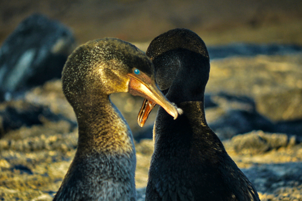 Mating Flightless Cormorants, Punta Espinosa, Fernandina Island, The Galapagos, Ecuador, 2012