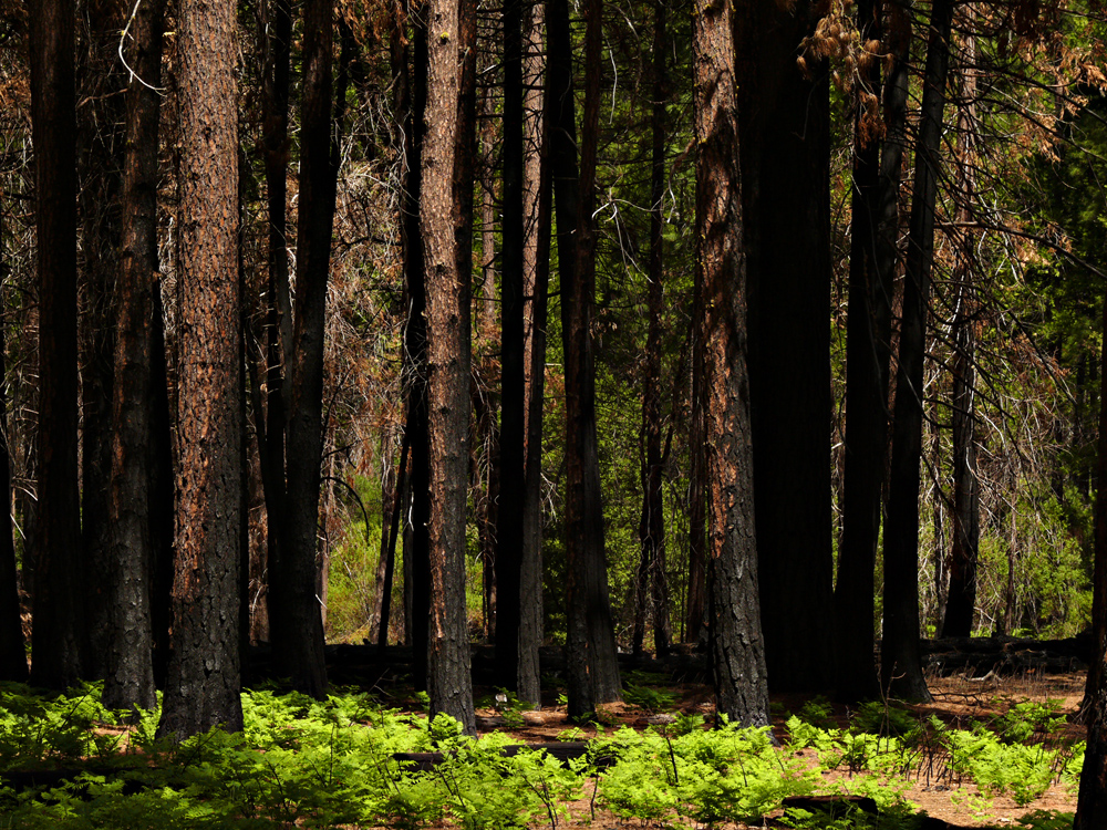 Scorched pines, Yosemite National Park, California, 2008