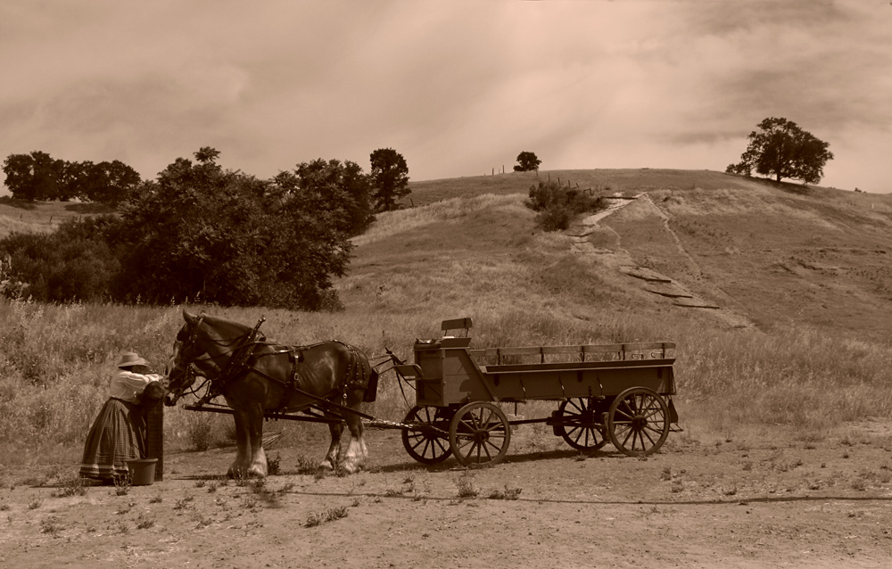 Tending the team, Knights Ferry, California, 2008