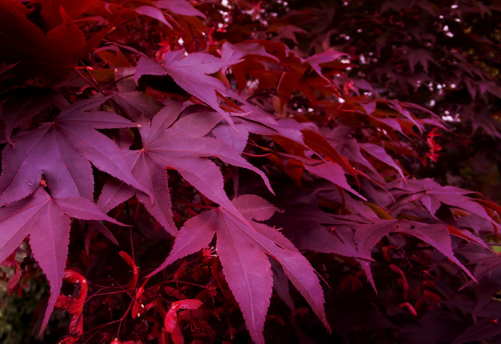 Maple