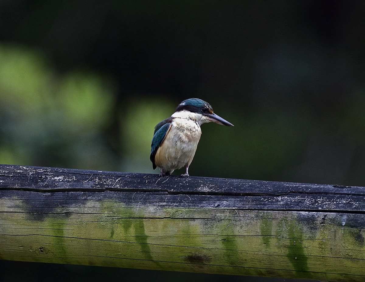 Forest Kingfisher