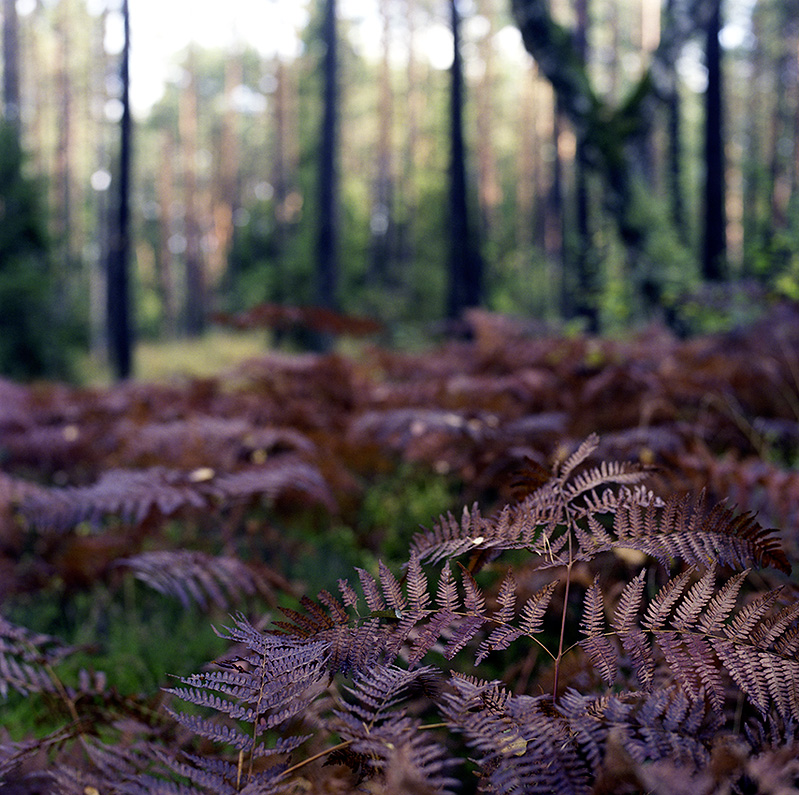 Ferns