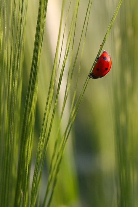 Seven-spot ladybird on Barley