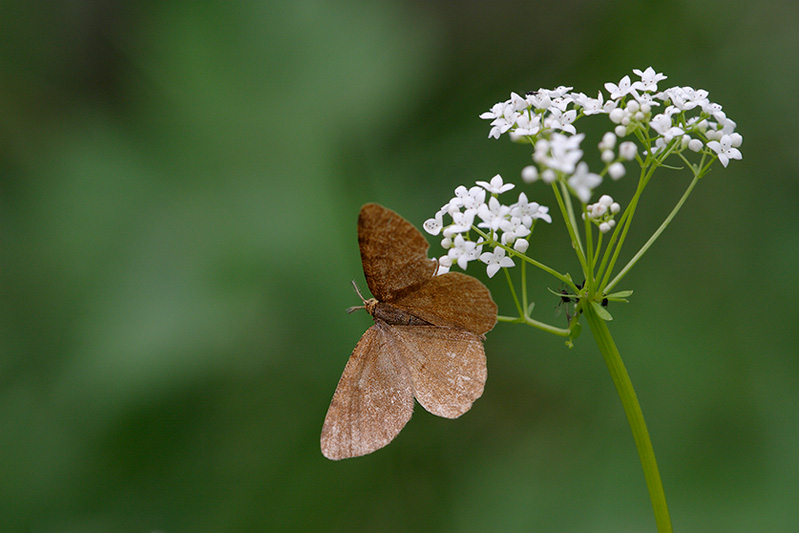 Maybe Angerona prunaria?