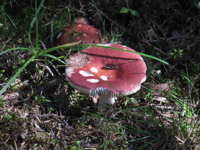 IMG_1492_1.JPG