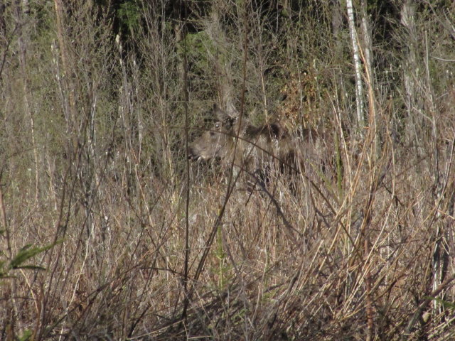 IMG_3063_1.JPG