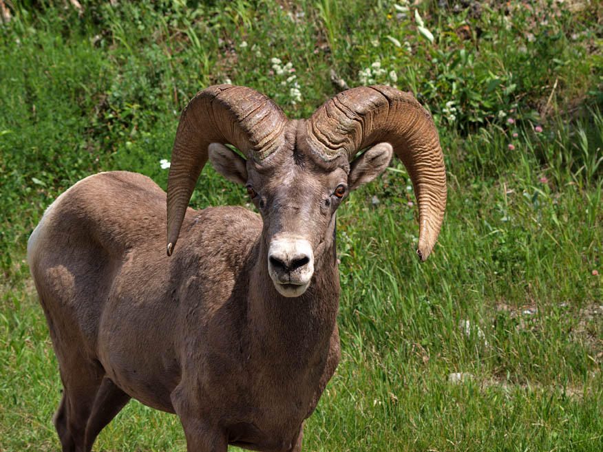 Rocky Mountain Bighorn Ram