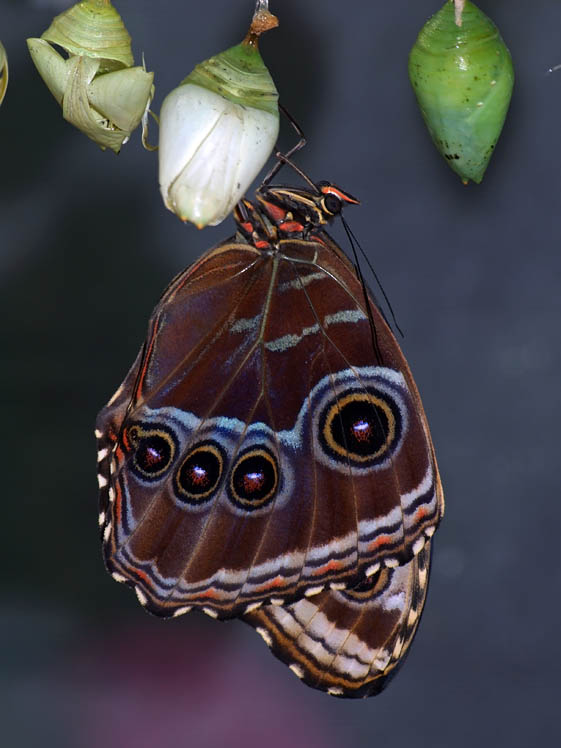 Peleides Blue Morpho (Morpho peleides)