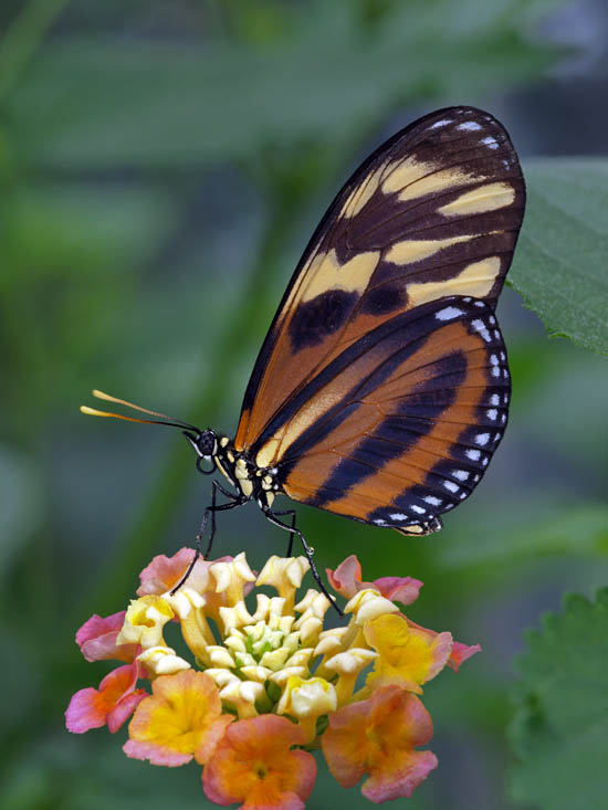 Tiger Wing on lantana