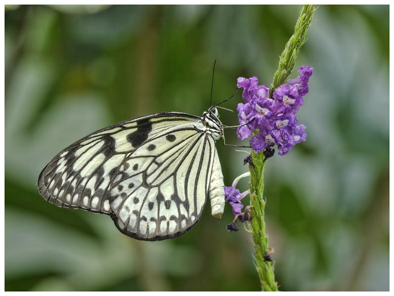 Paper Kite Butterfly (Idea leuconoe) 