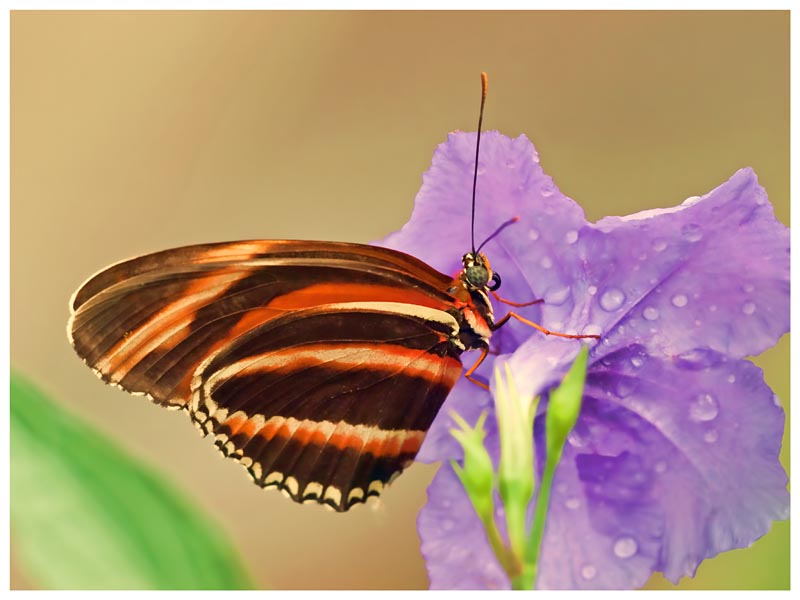 Oranged Banded Heliconian