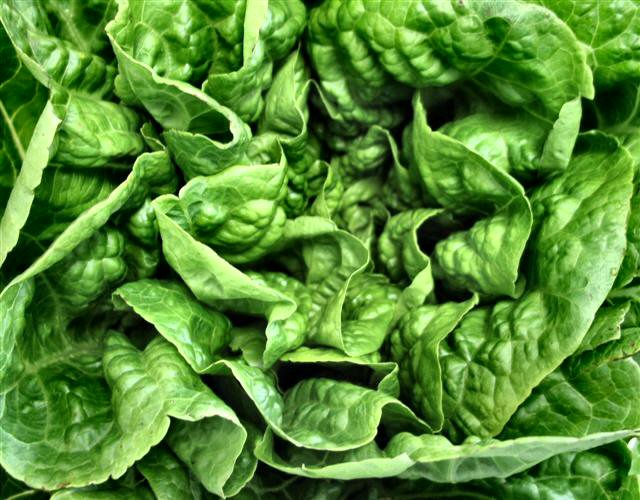 lettuce green leaves.JPG