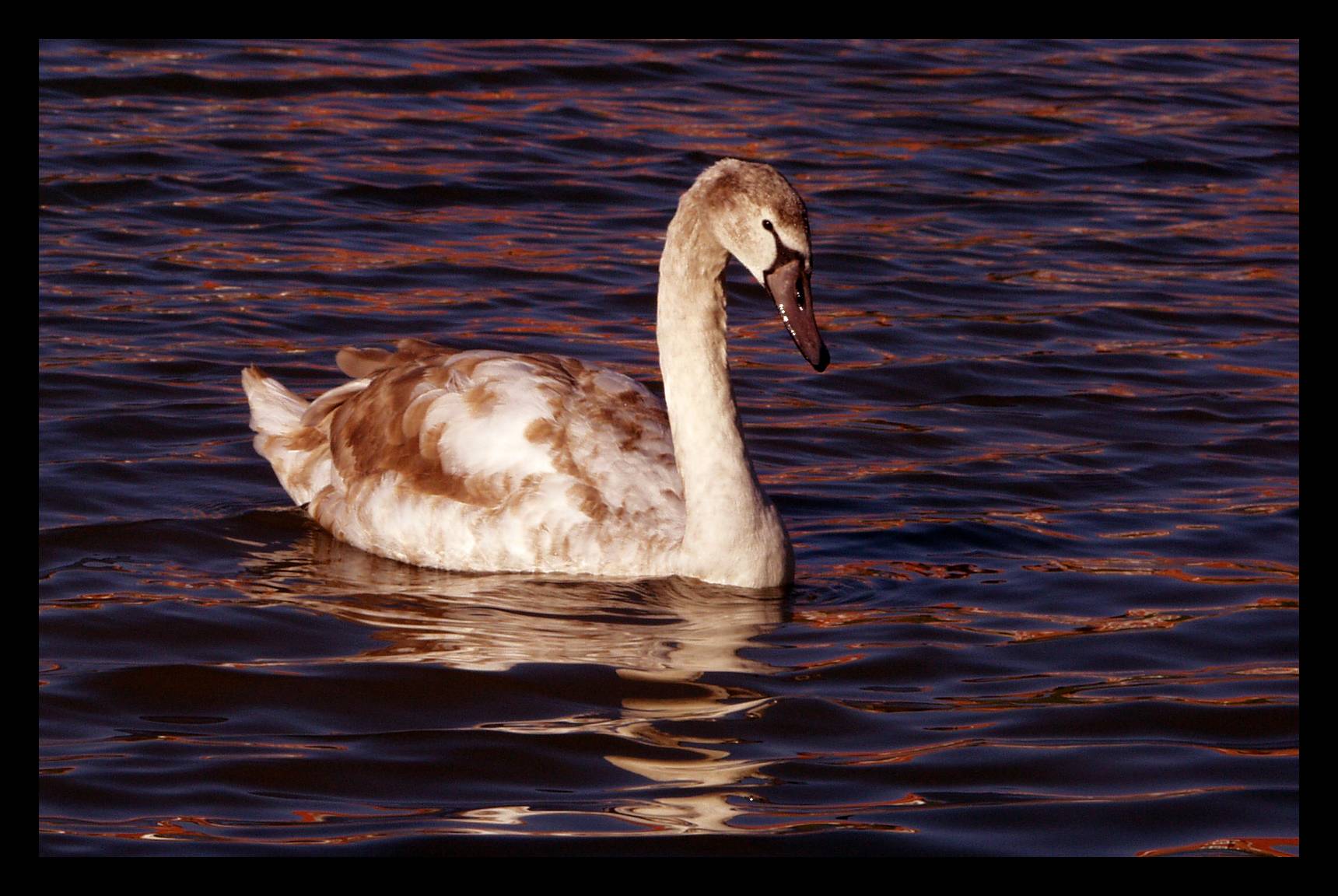 Just swimming around