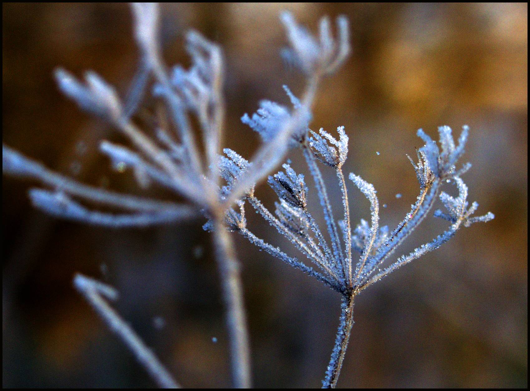 Frosty Top