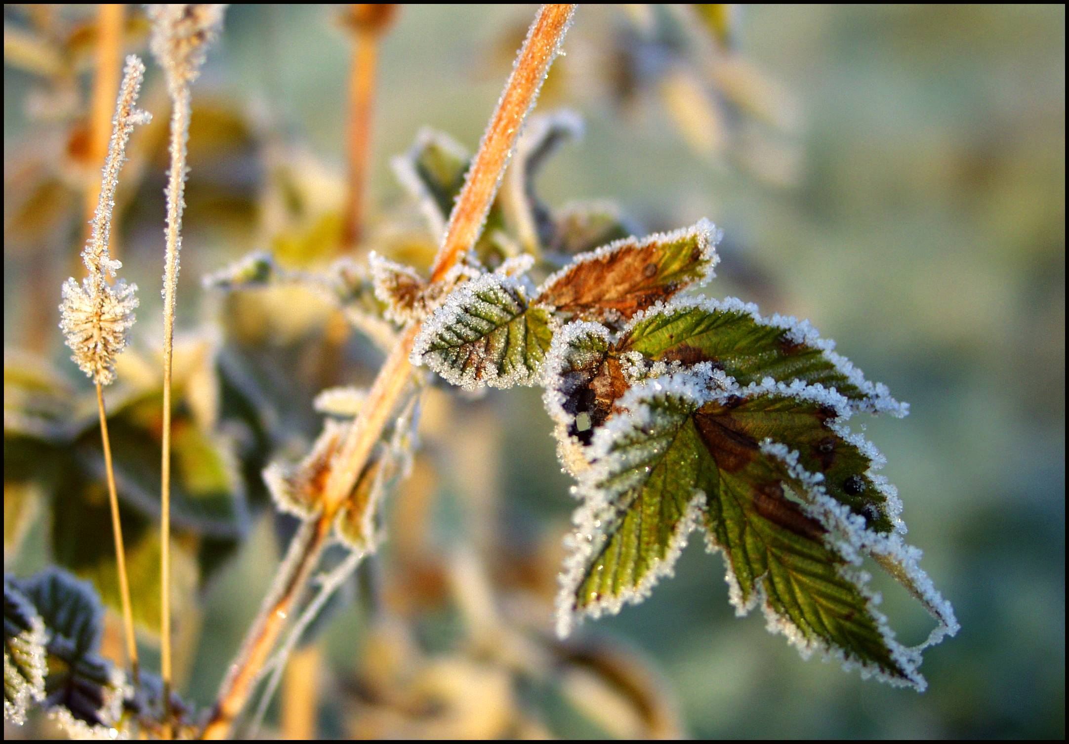 Frost Edge