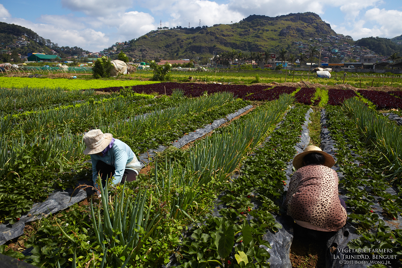 Vegetable Farmers 1_MG_9648Argb-web.jpg