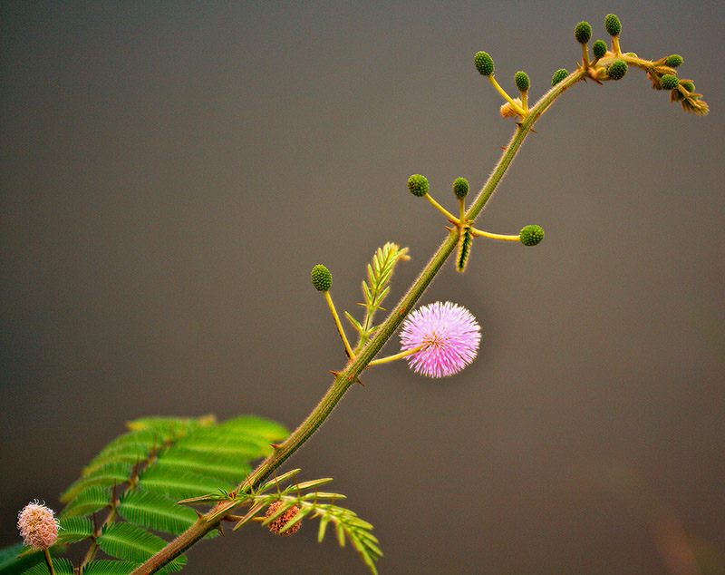 Hoi An flower
