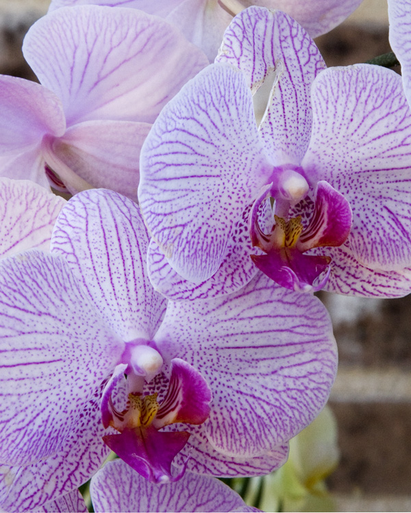 Orqudea