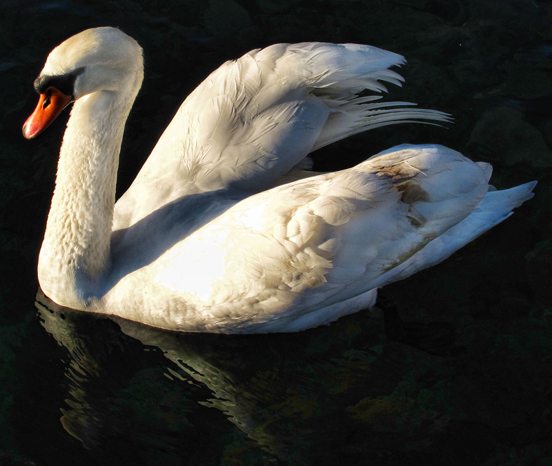 Swans 18