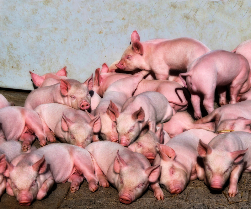 Pink overdose...