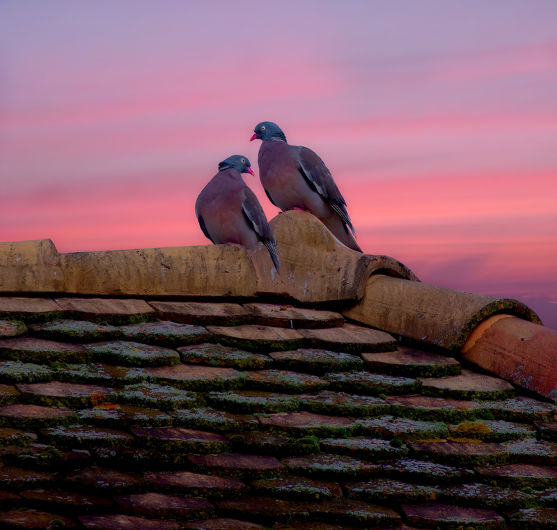 Sunrise behind the roof top