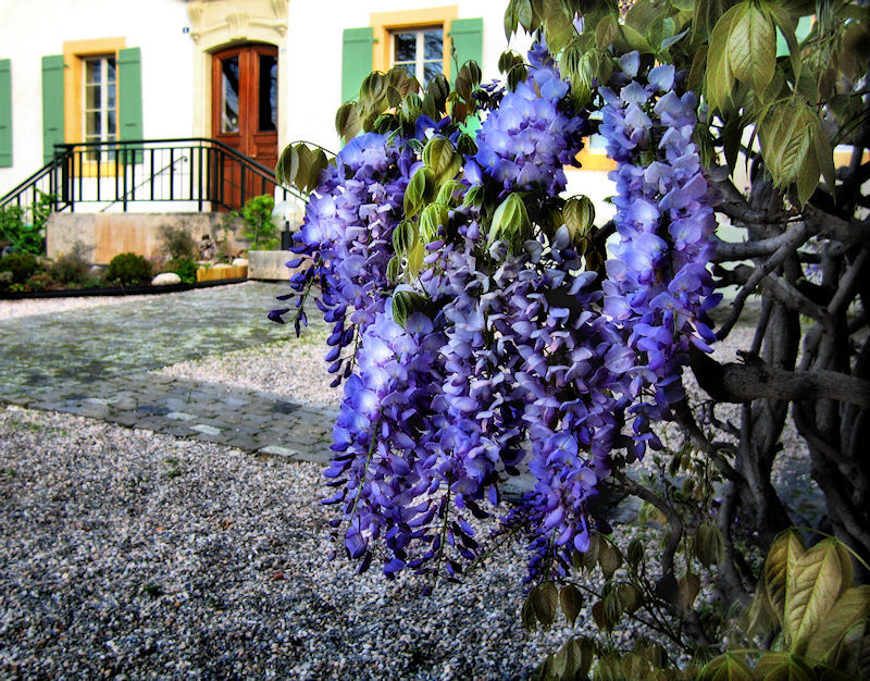 Wisteria 8