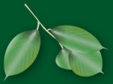 leaf button.jpg