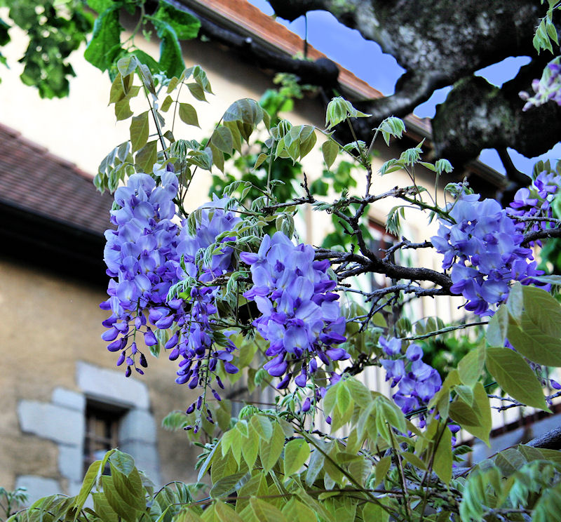 Wisteria 21