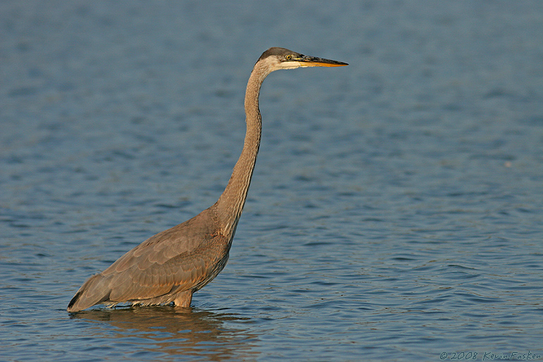 HERON IN WATER